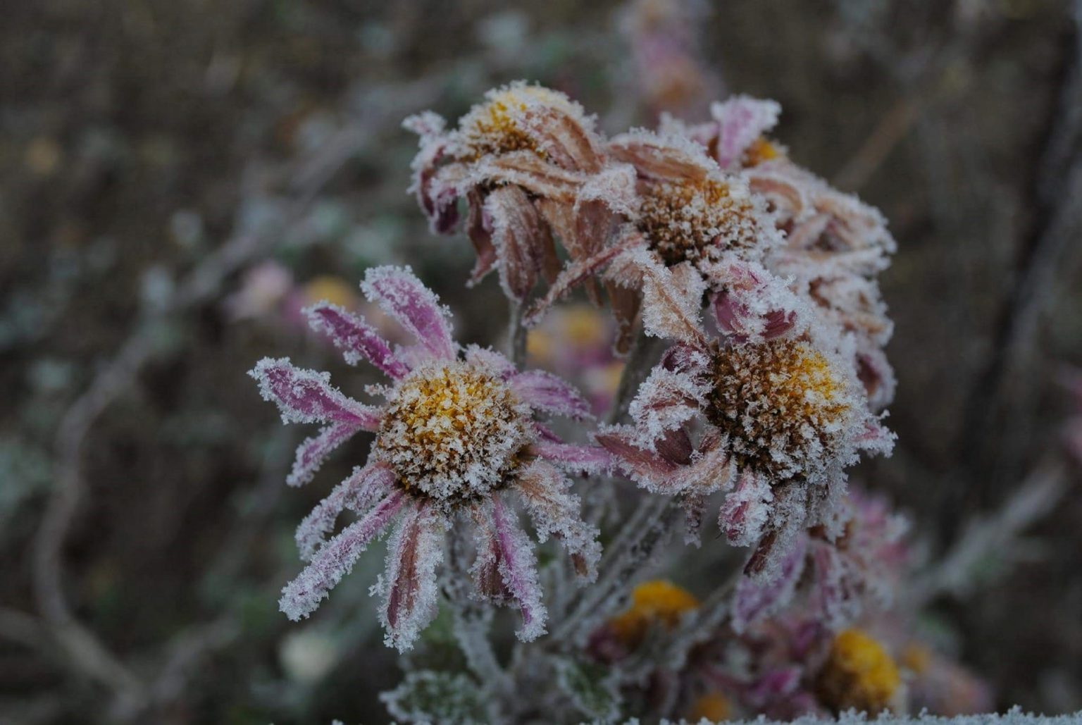 Den Garten winterfest machen Konstruktiva.de